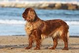KING CHARLES SPANIEL 108